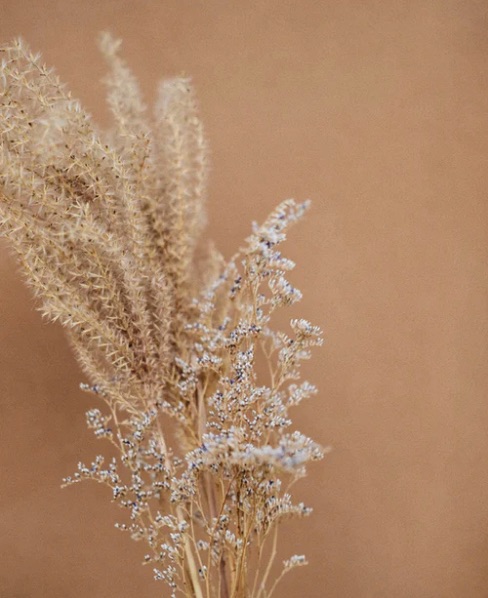 fleurs sechees